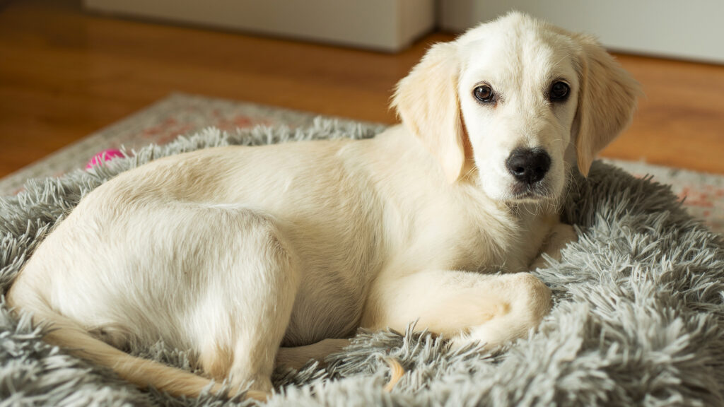 Un perro relajado en casa