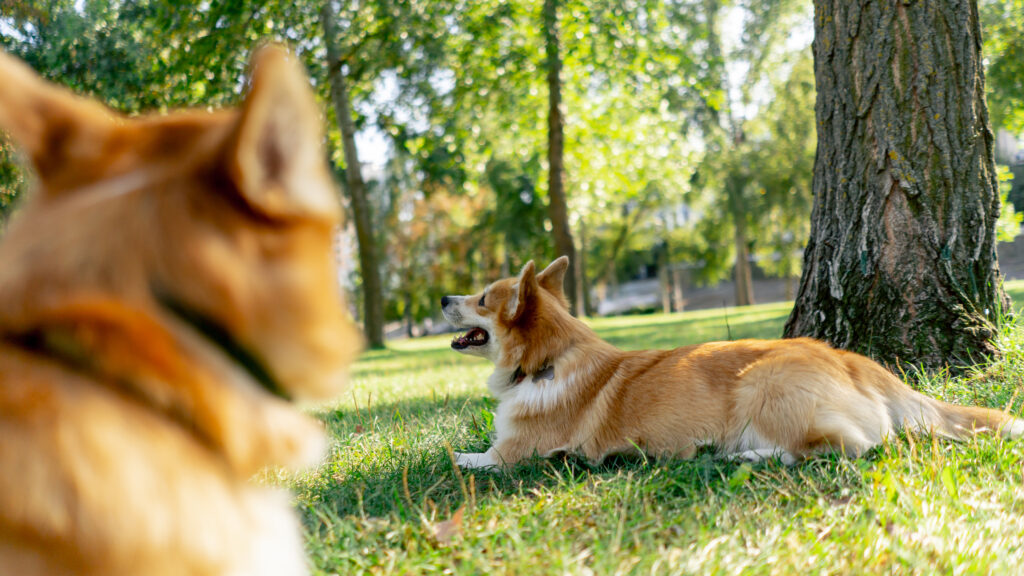 Perro tranquilo cerca de otros perros