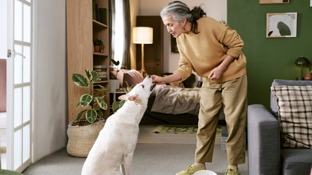 Un dueño practicando con su perro