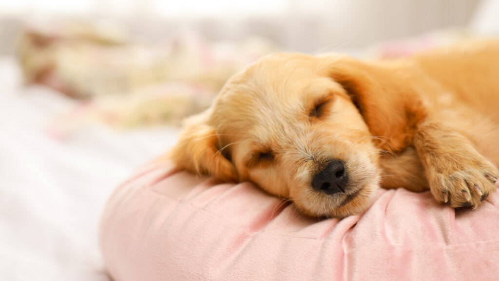 Un perro descansando