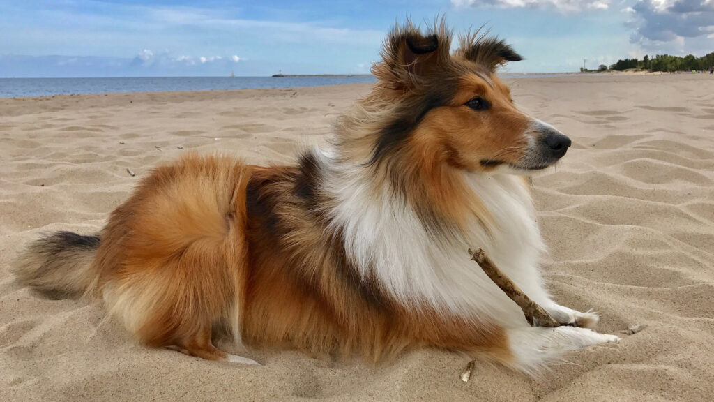 Un perro relajado en la arena