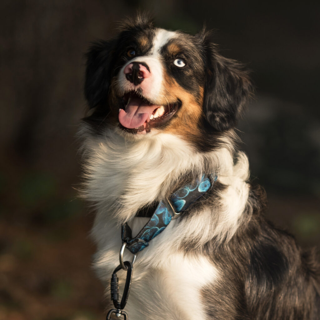Close-up of a friendly dog