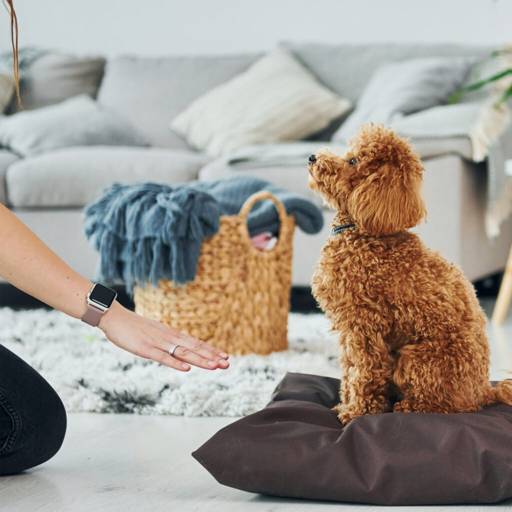 Perro sentado siguiendo la señal de la mano