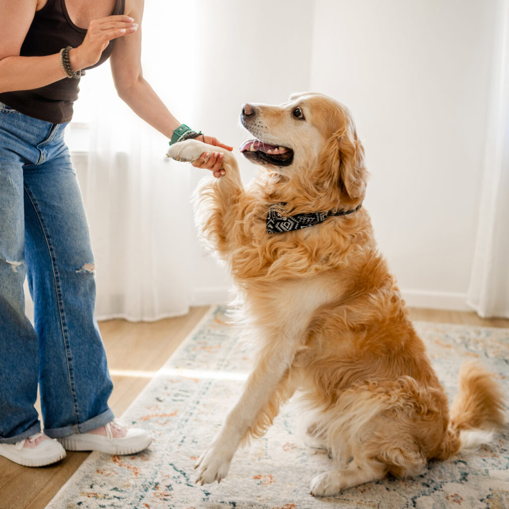 Perro dando la pata para saludar