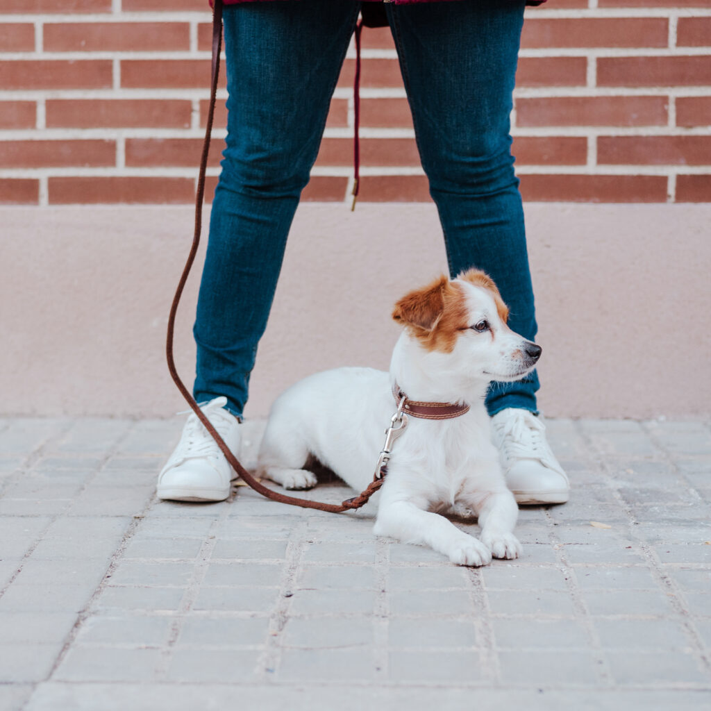 Perro echado con calma entre los pies de la entrenadora