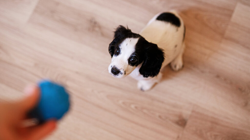 Un cachorro aprendiendo sus primeras señales